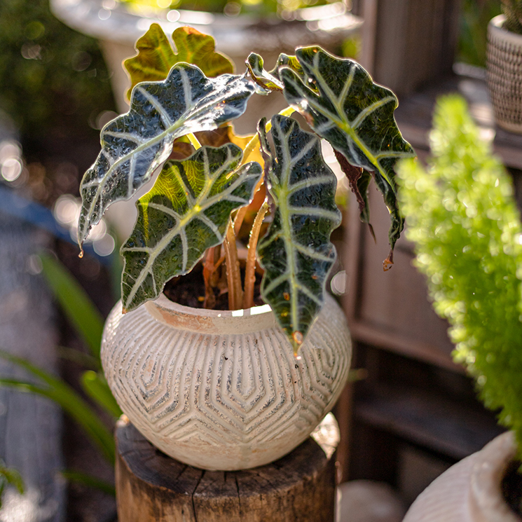 Yukun Terracotta Planter Pot